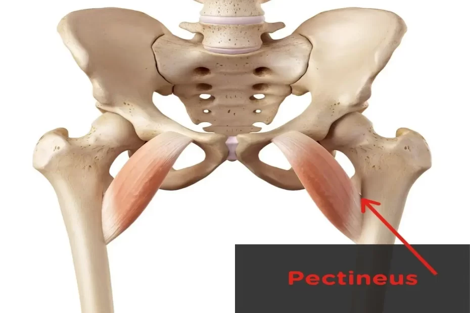 Pectineus Muscle