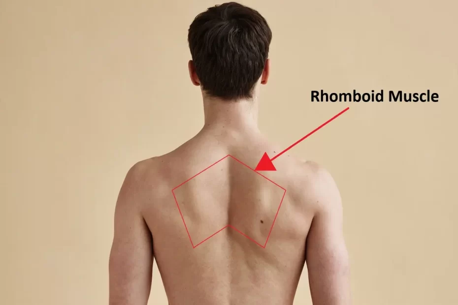 Optimizing Rhomboid Muscle Health